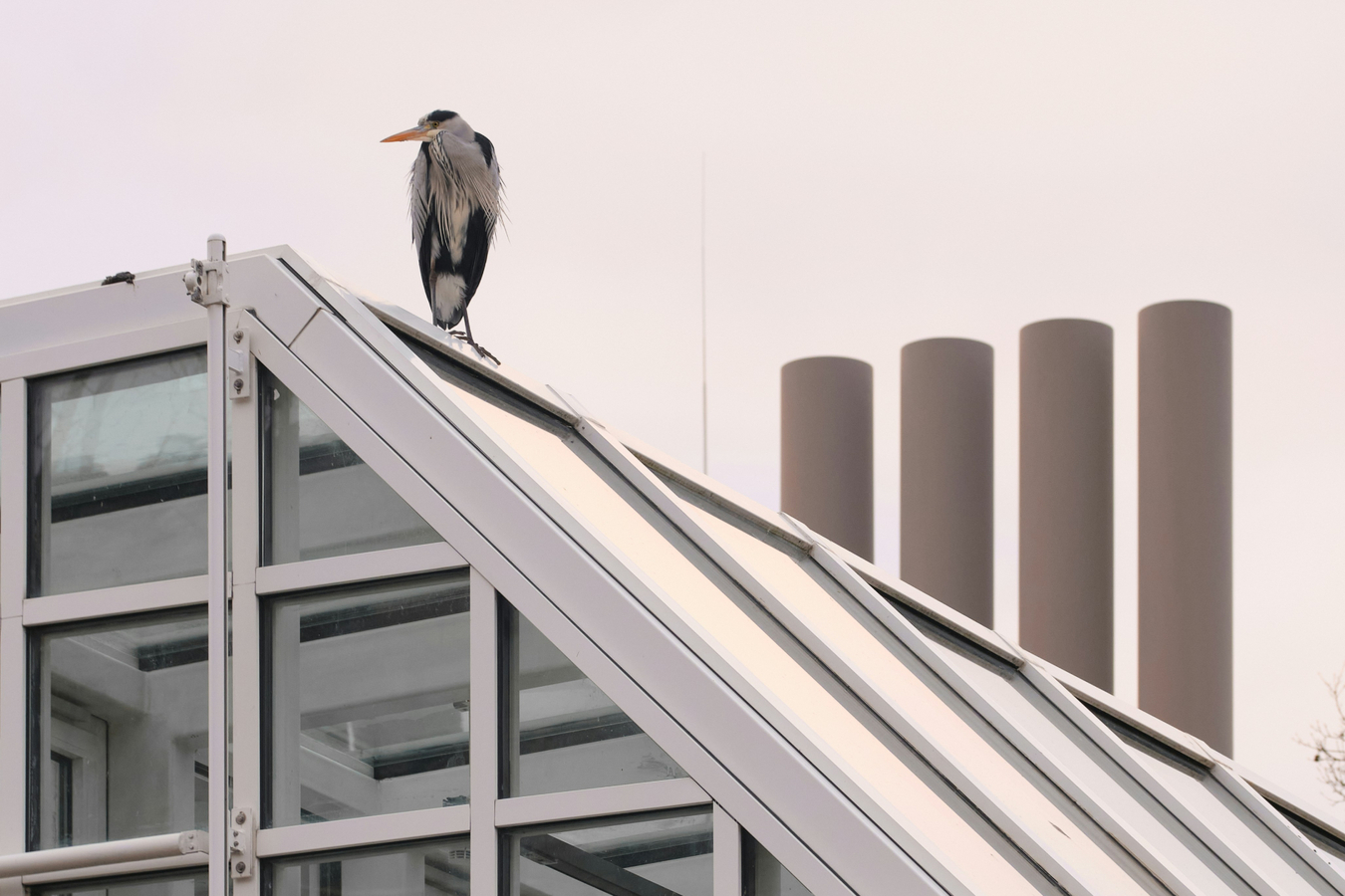 NGA Bird-Friendly Glazing Guidance Now Written Into Two National Building Standards